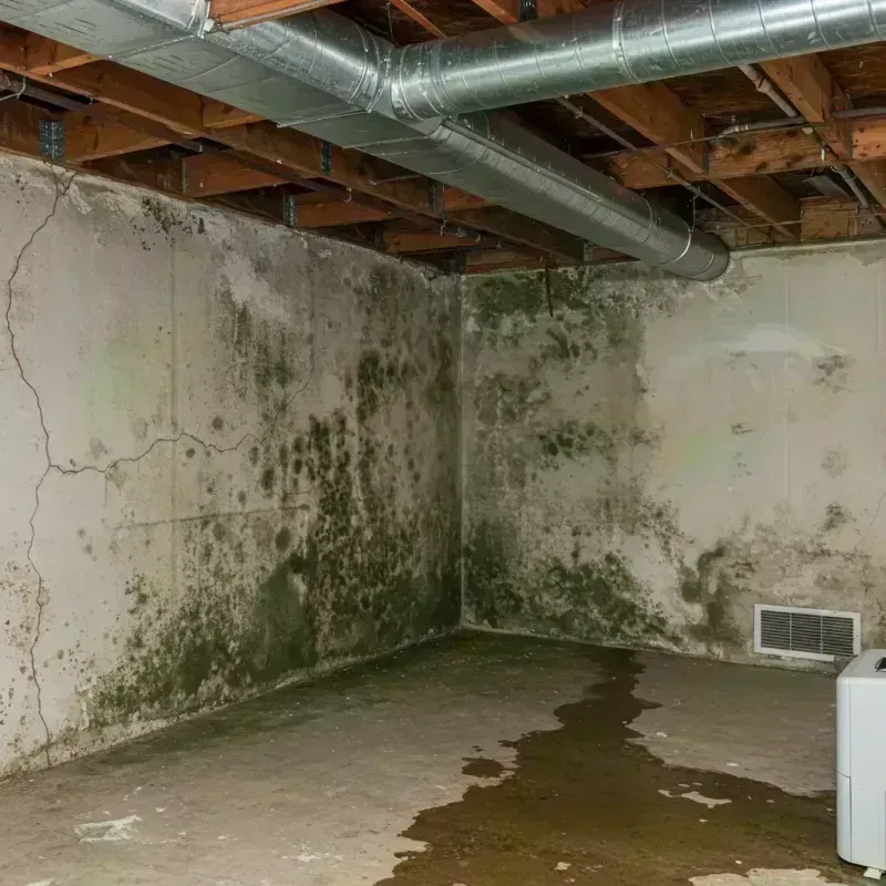 Professional Mold Removal in Union County, IL